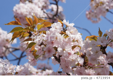 祇王寺祇王桜 祇王寺祇王桜 4713954