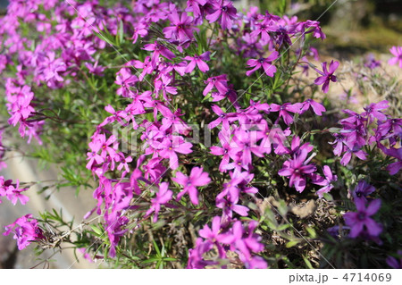 芝桜 芝桜 4714069