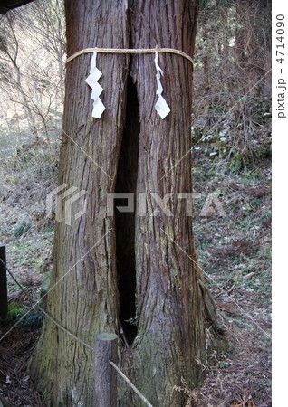 杉の御神体(女神) 4714090