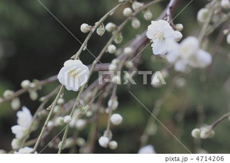 春の訪れ 春の訪れ 4714206