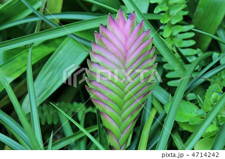 多肉植物 4714242