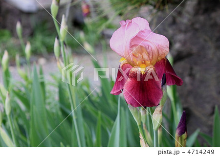 初夏の京都　日本庭園 4714249