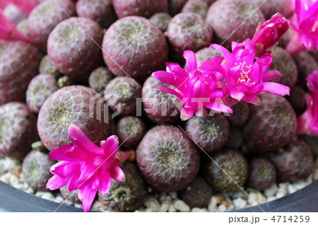 サボテンの花 4714259