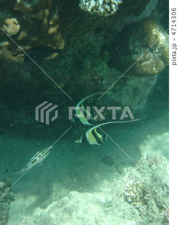 angelfish 4714306