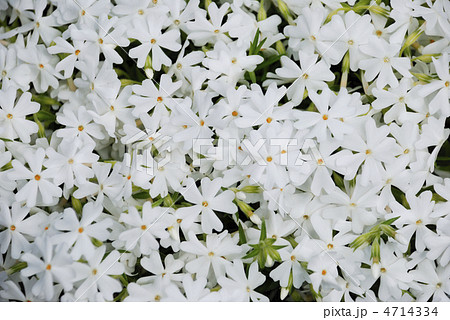 白い芝桜(カルビデスホワイト) 白い芝桜(カルビデスホワイト) 4714334