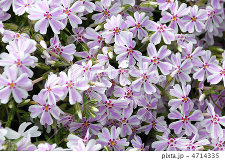 ピンクの芝桜（多摩の流れ） 4714335