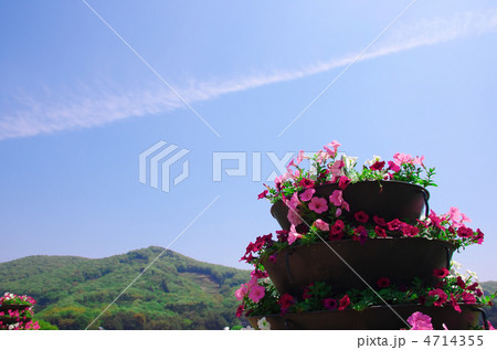ペチュニアと空 ペチュニアと空 4714355