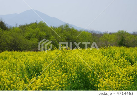 菜の花と高越山 菜の花と高越山 4714463