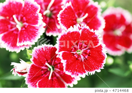 ナデシコ 4714468