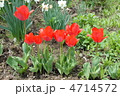 赤いチューリップ 4714572