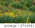 ねぎ畑 4714581