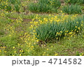 ねぎ畑 4714582