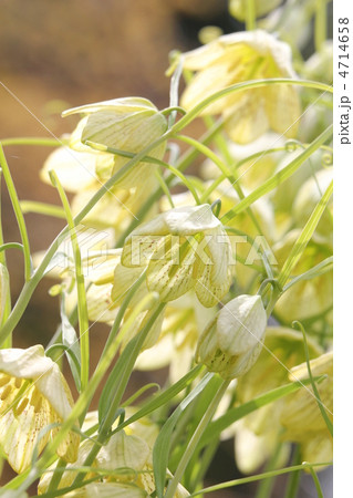 バイモ(編笠百合) バイモ(編笠百合) 4714658