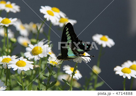 あおすじあげは 4714888