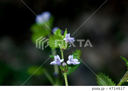 カキドウシ 4714917