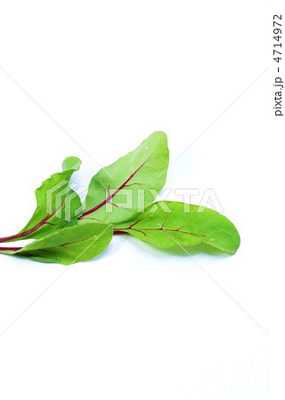 ベビーリーフ・茎の鮮やかなビートの幼葉・白バック縦位置 4714972