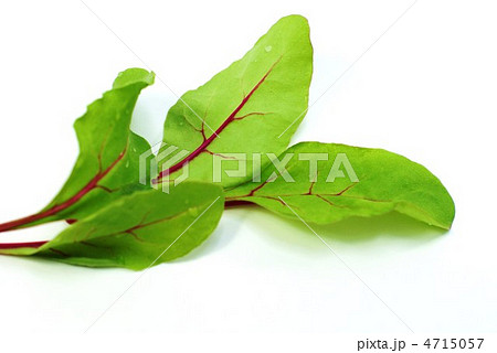 ベビーリーフ・茎の鮮やかなビートの幼葉・白バック横位置 4715057