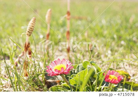 ひなぎくとつくし 4715078