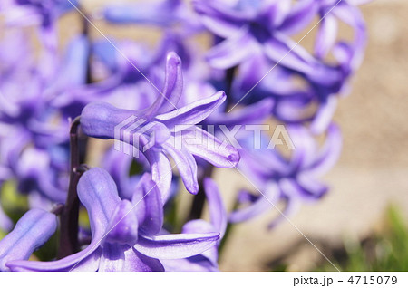 ヒヤシンス 4715079