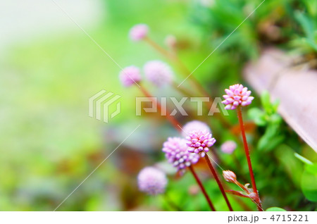 ヒメツルソバ 4715221