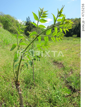 大きくなったタラの芽 大きくなったタラの芽 4715256