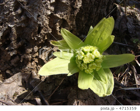 ふきのとう 4715359