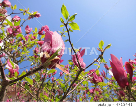 春の木蓮 4715441