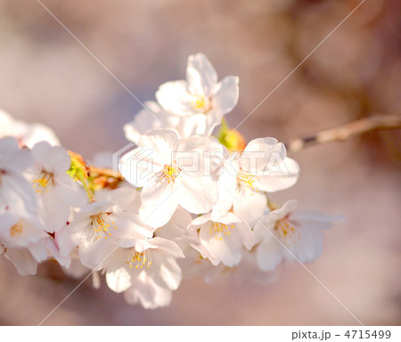 桜 桜 4715499