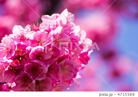 横浜緋桜 4715569