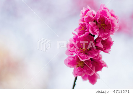 ハナモモ 4715571