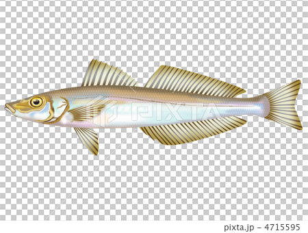 シロギス 4715595