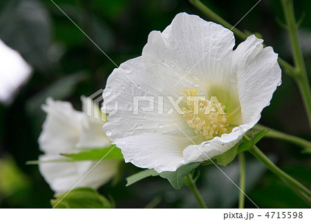 雨上がりの白い芙蓉の花 雨上がりの白い芙蓉の花 4715598