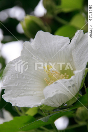 雨上がりの白い芙蓉の花 4715599