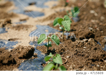 畑に植えられた枝豆の苗 4715609