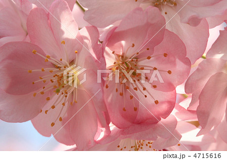 横浜緋桜 4715616