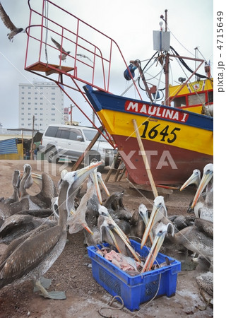 魚片を啄むペリカンの群れ。チリ・イキケ。2010年7月撮影 魚片を啄むペリカンの群れ。チリ・イキケ。2010年7月撮影 4715649