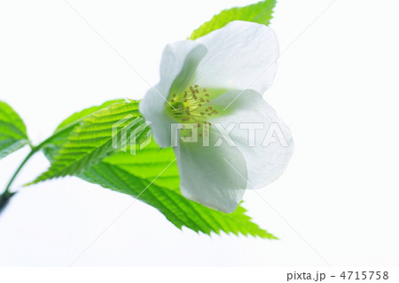 シロヤマブキ 4715758