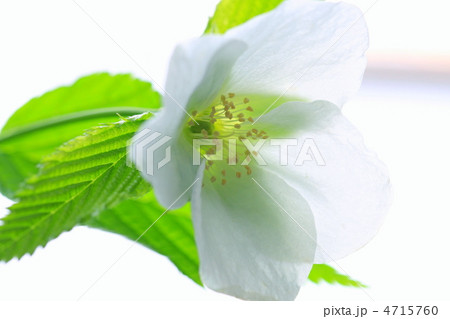 シロヤマブキ シロヤマブキ 4715760