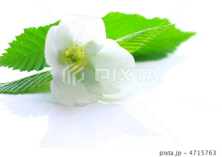 シロヤマブキ 4715763