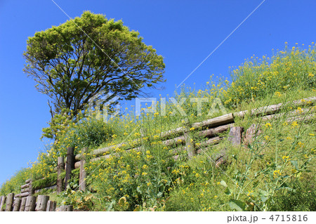 マザー牧場 4715816