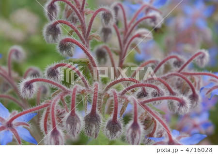 ボリジ 花軸 蕾 ボリジ 花軸 蕾 4716028