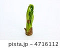 タラの芽 4716112