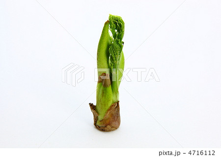 タラの芽 タラの芽 4716112