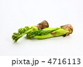 タラの芽 4716113