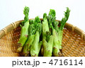 タラの芽 4716114