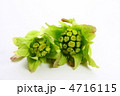 ふきのとう 4716115