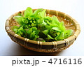 ふきのとう 4716116
