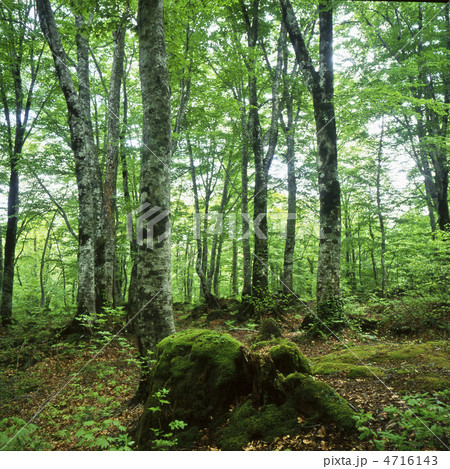 新緑のブナ林 4716143