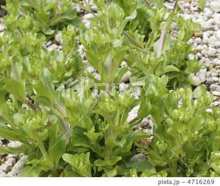 マーシユ　野菜 4716269