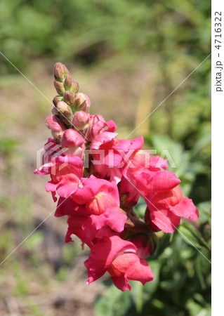 キンギョソウ 4716322